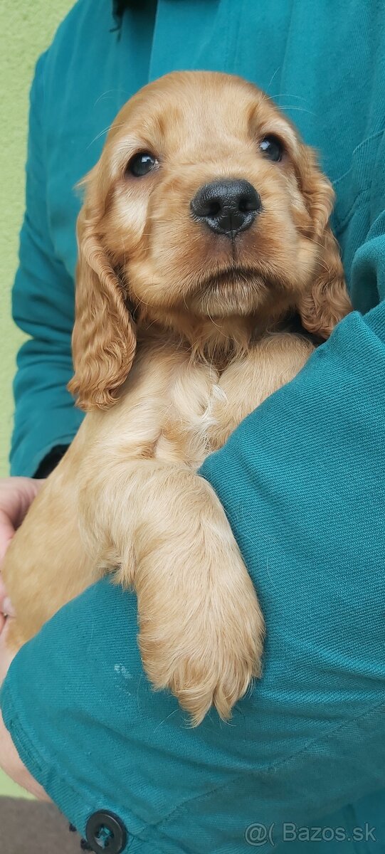 Anglický kokeršpaniel - 6