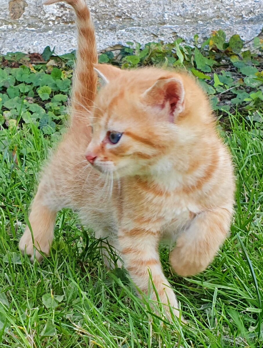 Mačičky (1x mačička, 1x kocúrik) 2-mesačné - 6