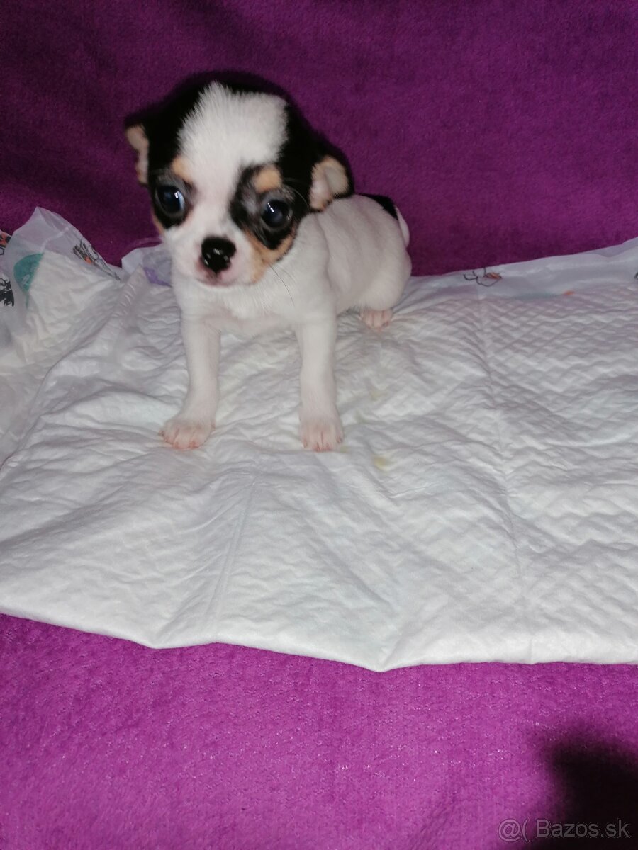 Čivava krátkosrstá - 6