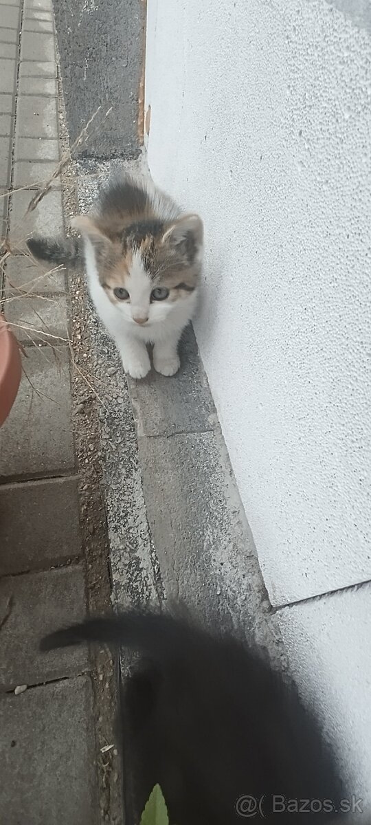 Darujem mačiatka - 6