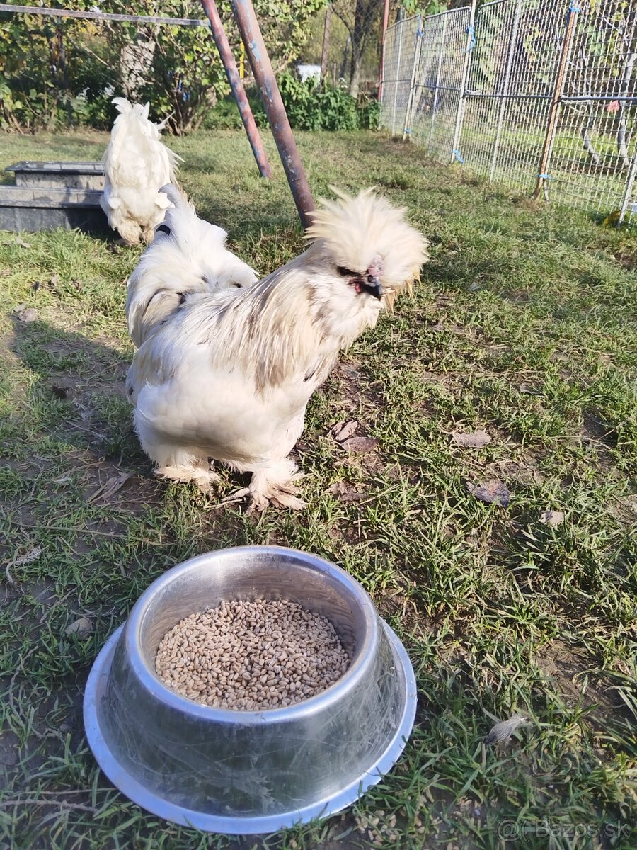 Kohúty Hodvabnicky - 6