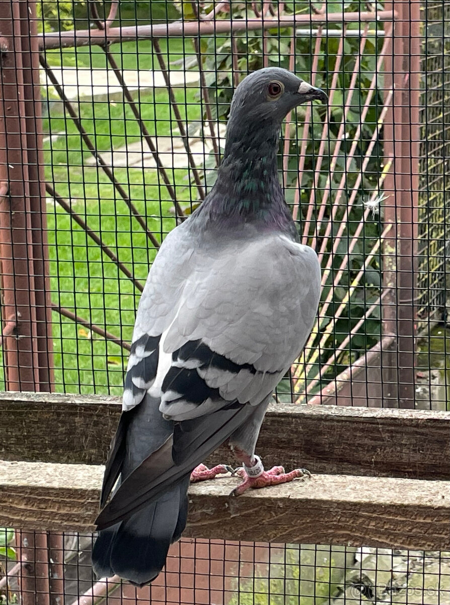 Poštové holuby - 6