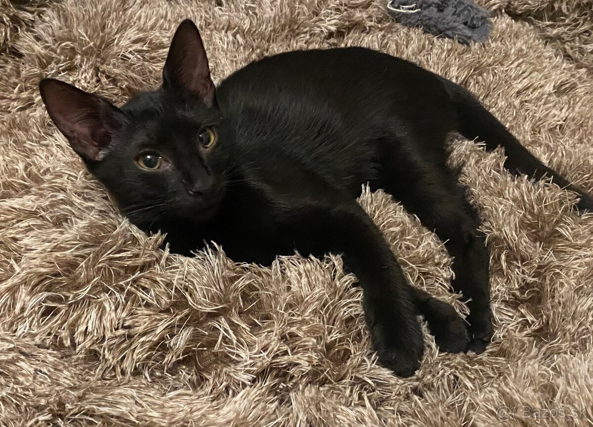 Zachranene maciatka - 6