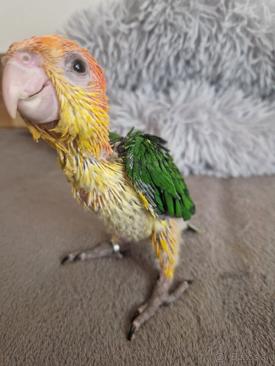 Amazonik bielobruchy - 6