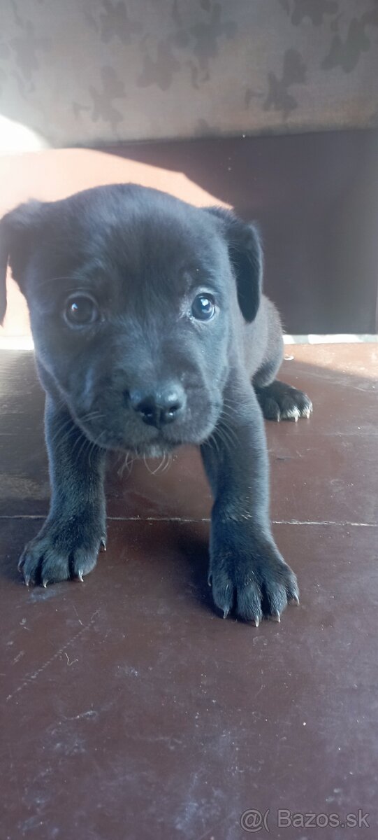 AMSTAFF KRÍŽENEC - 6