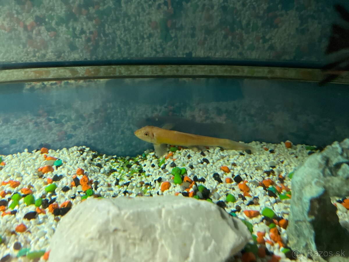 Sladkovodné akvarium - 6