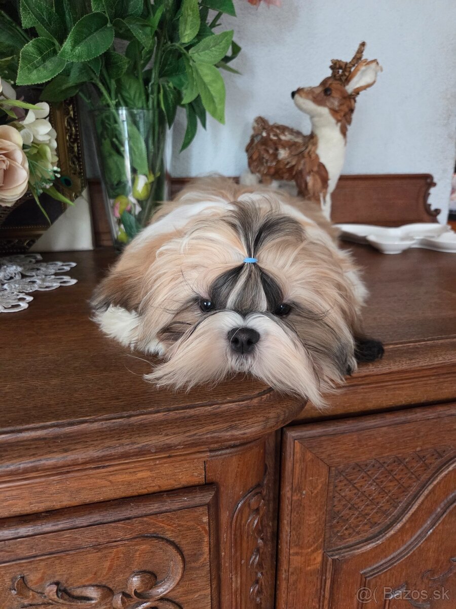 Shih tzu s pp FCI - 6