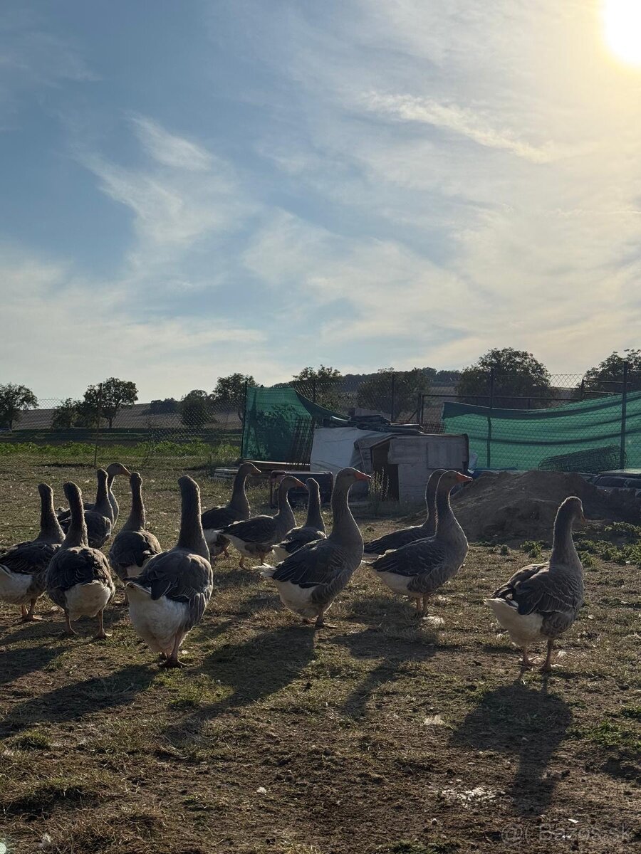 Landenské húsky - 6