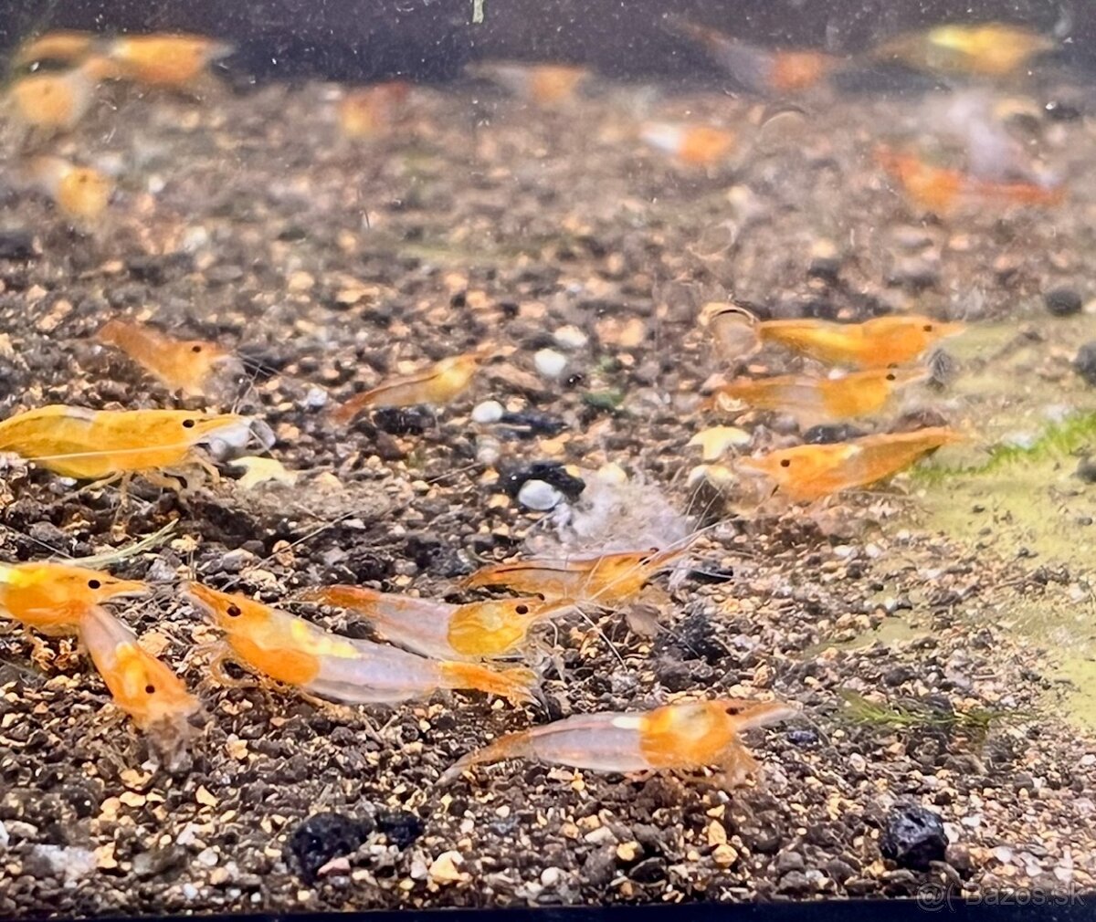 Krevetky Neocaridina - 6