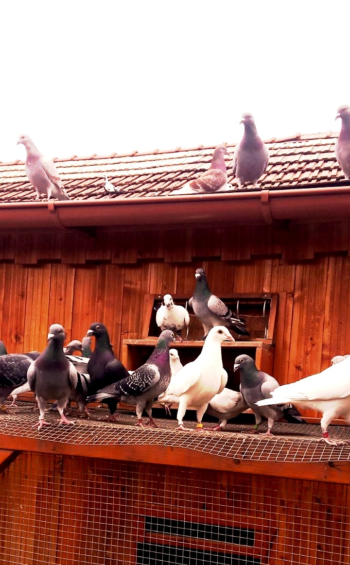 Poštové holuby samčeky - 6