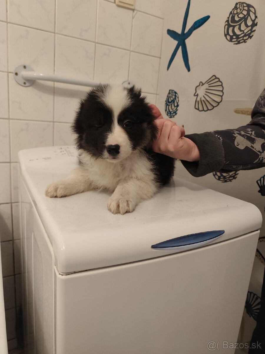 Border kólia - predám šteniatka - 6