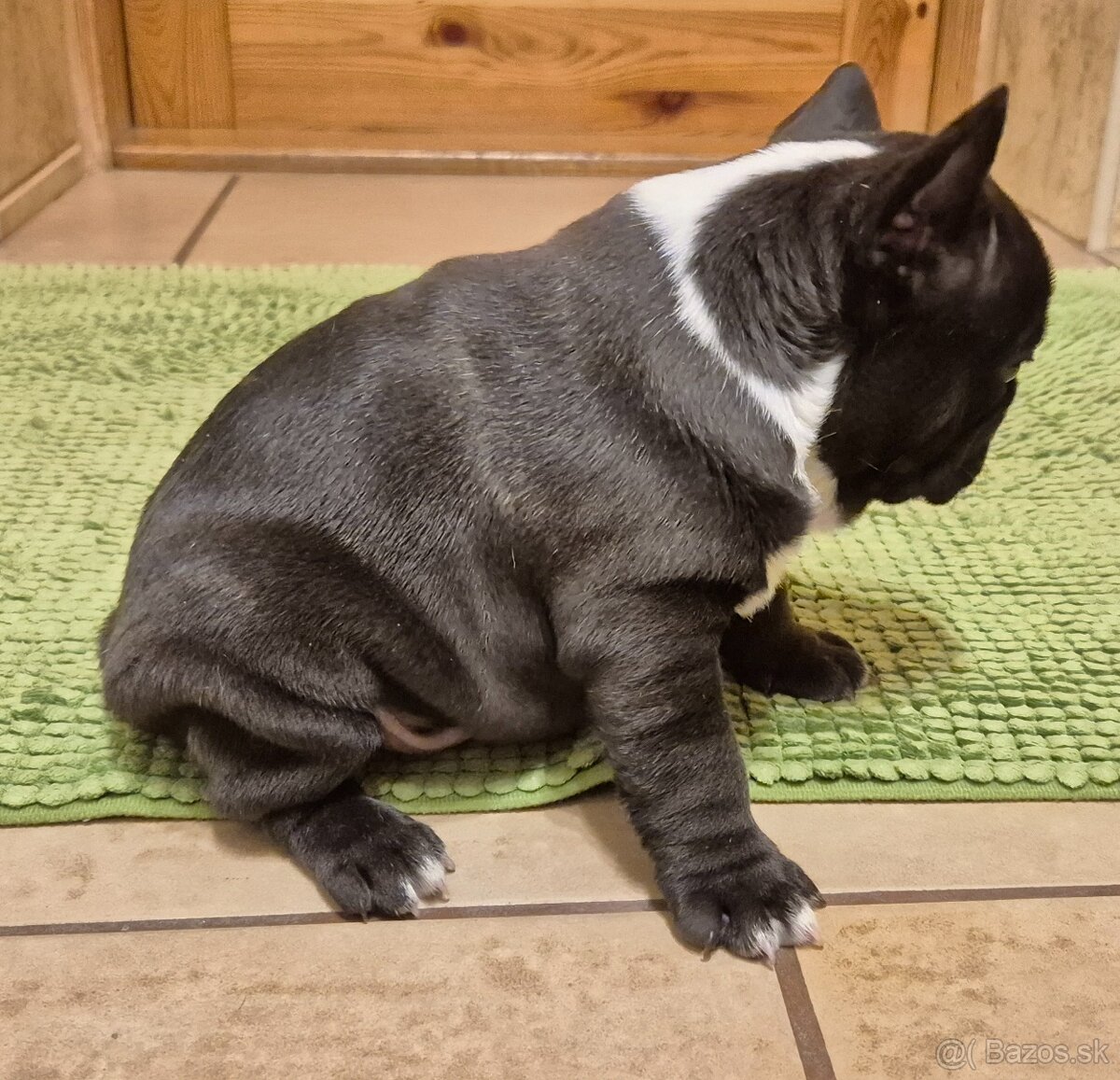 Francúzsky buldoček,buldog,bulldog - 6