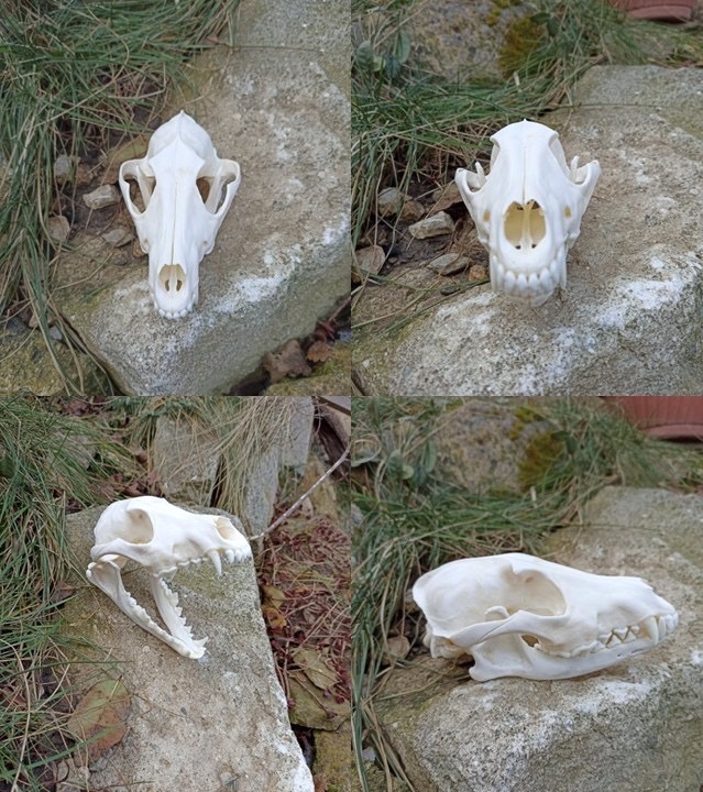 Vyváranie poľovníckych trofejí - 6