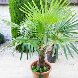 Mrazuvzdorne palmy trachycarpus Fortunei - 6
