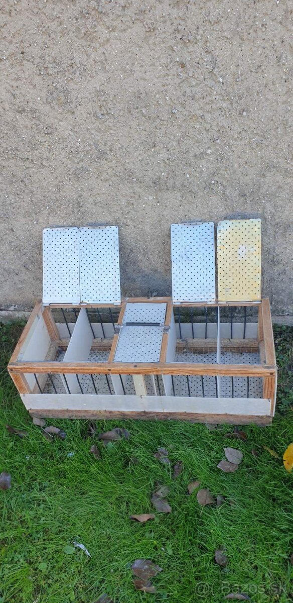 Predám poštové holuby / Eladók postagalambok - 6