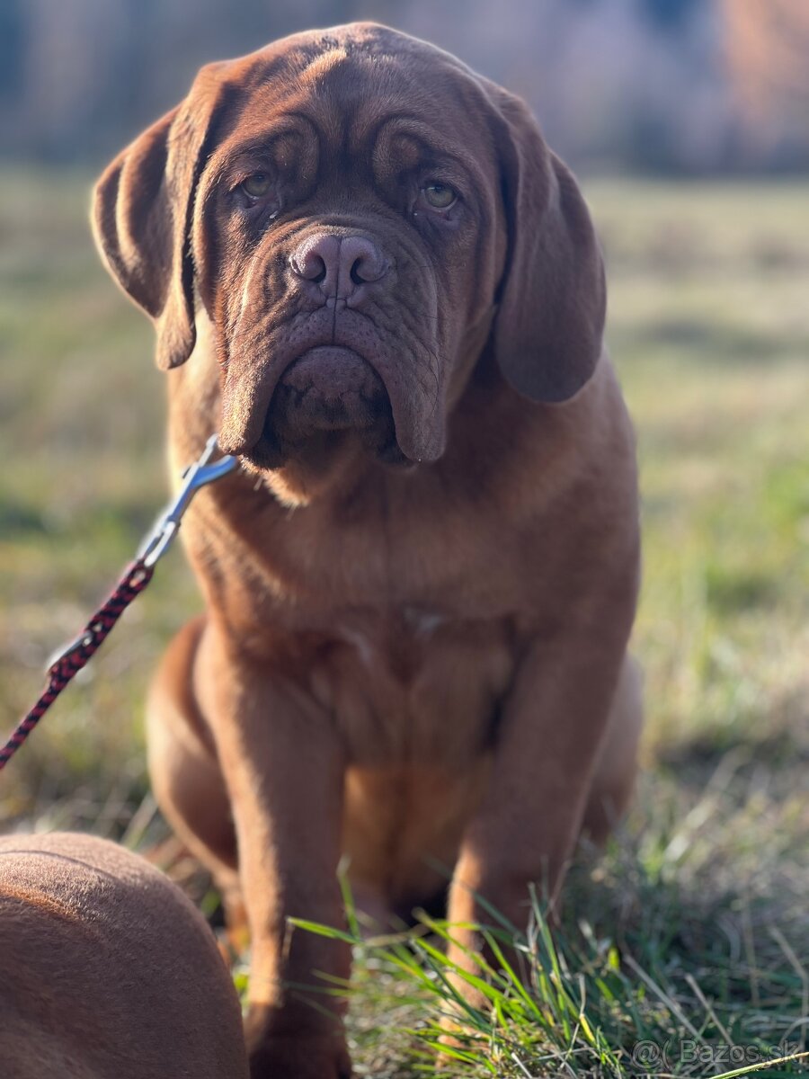 Bordeauxská doga s PP pes - 6