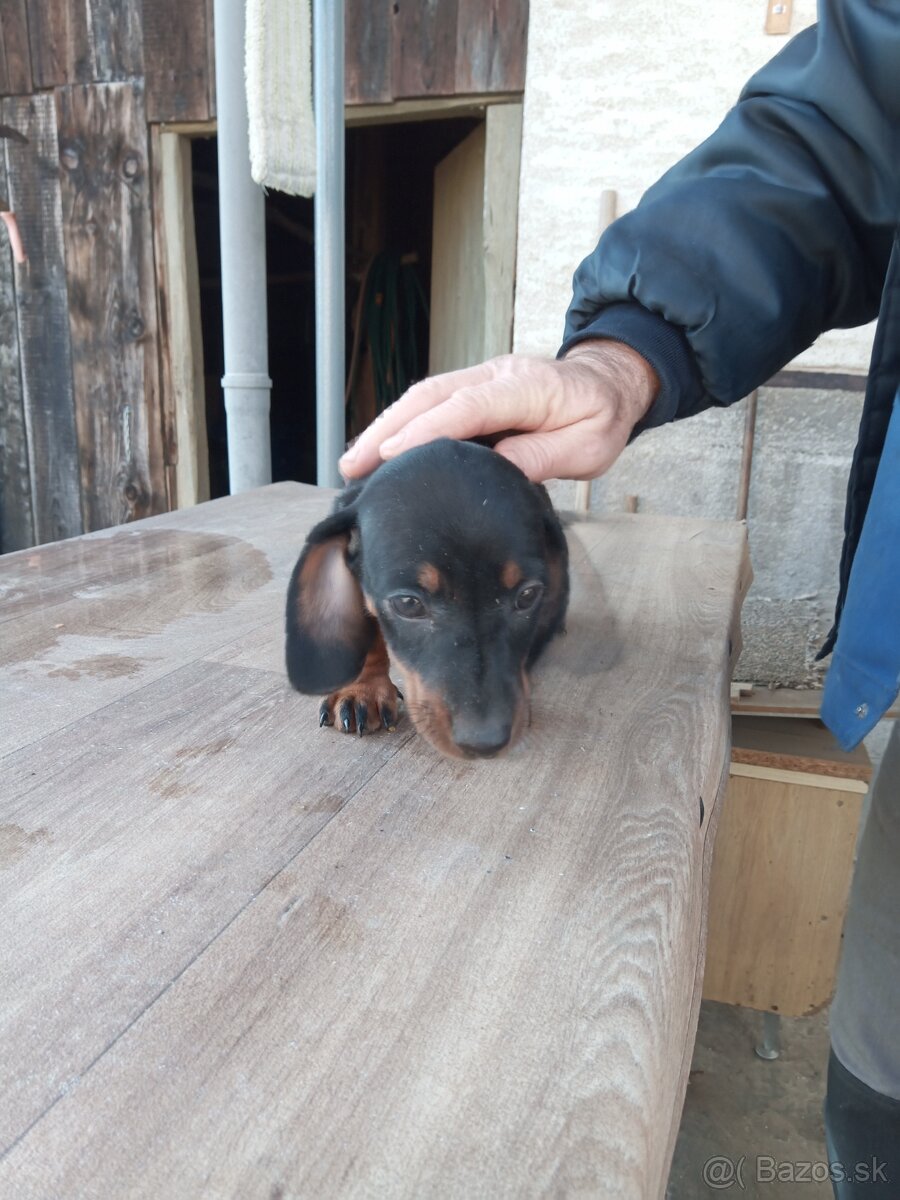 Predám jazveciky steniatka - 6