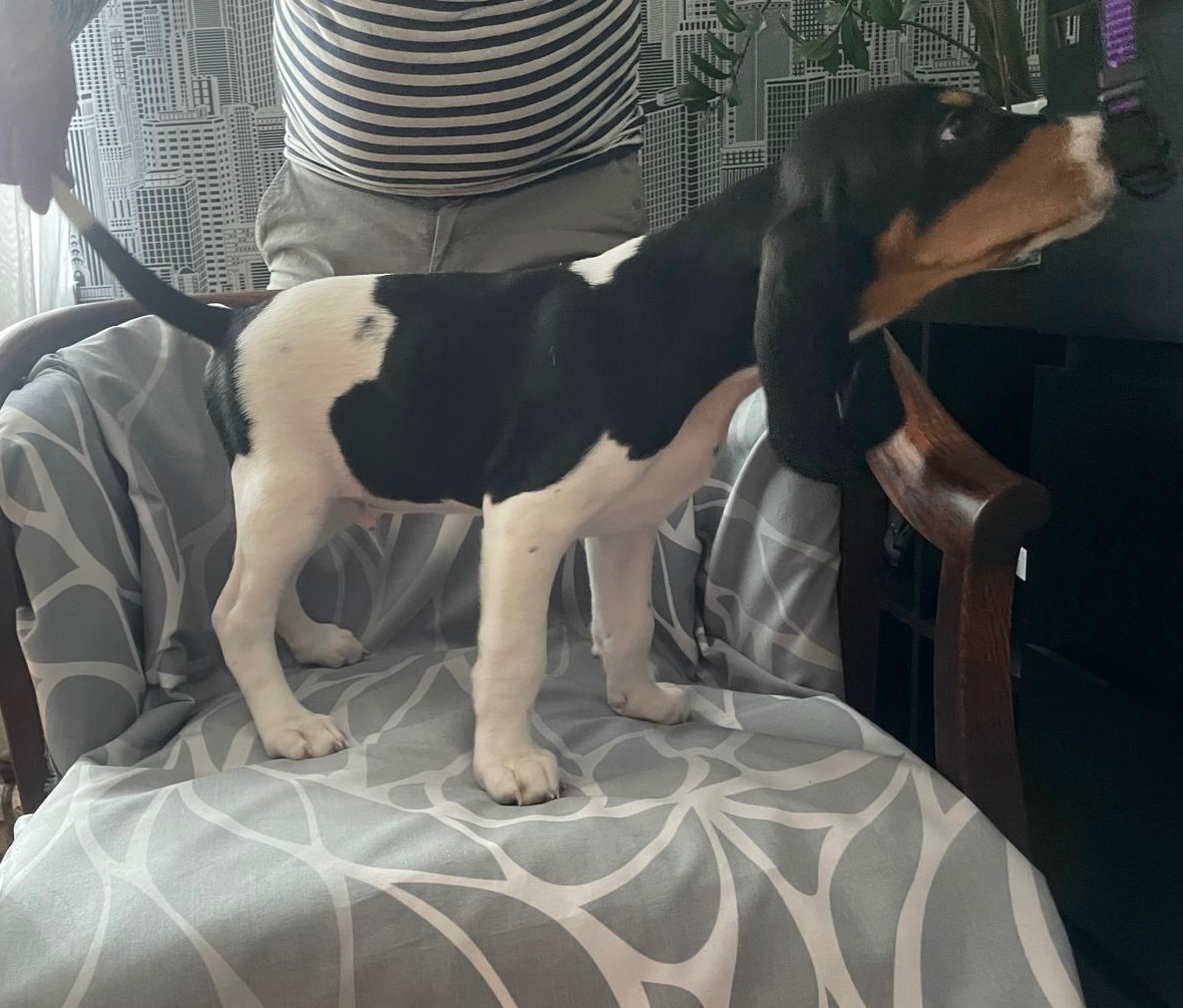 Šteniatka Švajcarského ďuriča s PP - 6