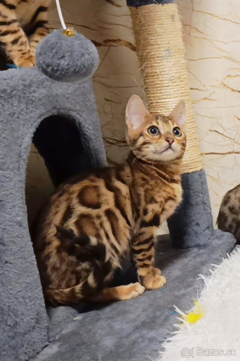 Bengálske mačiatka na predaj - 6