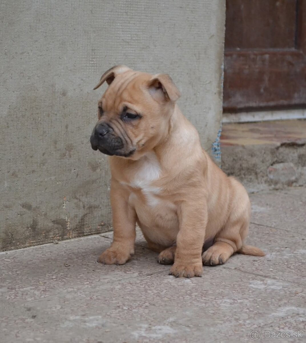 American bully pocket / shar pei (odber 14.11) - 6