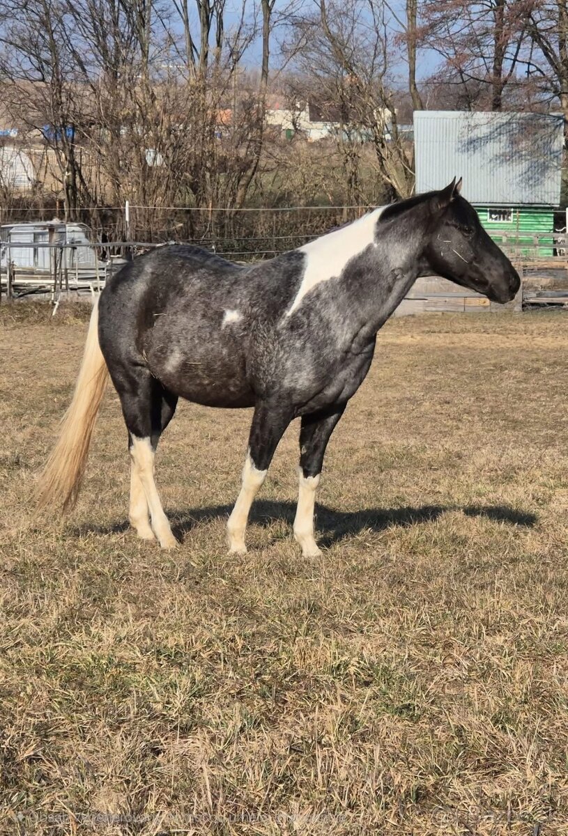 APH QH ZREBCE PRIPUSTANIE 2026 - 6