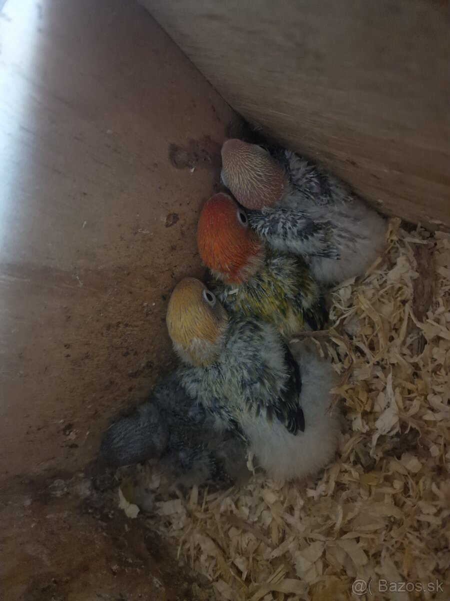 Agapornis fisher na dokrmenie - 6