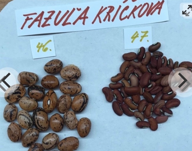 Fazuľa - 6
