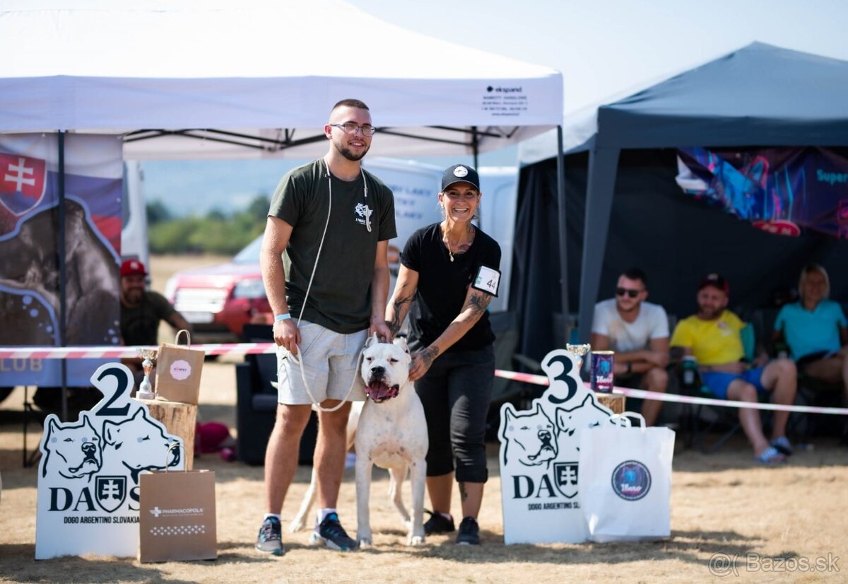 Argentínska doga - sučka s PP - 6