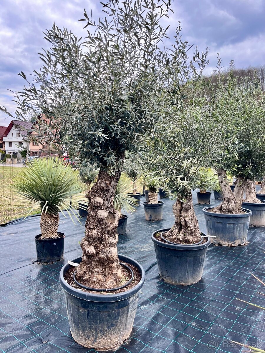 Olivovník - 6