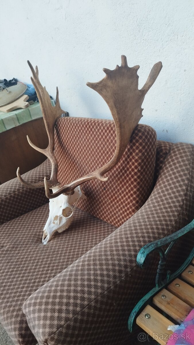 Predám trofej Daniela parožie zhody trofeje. - 6