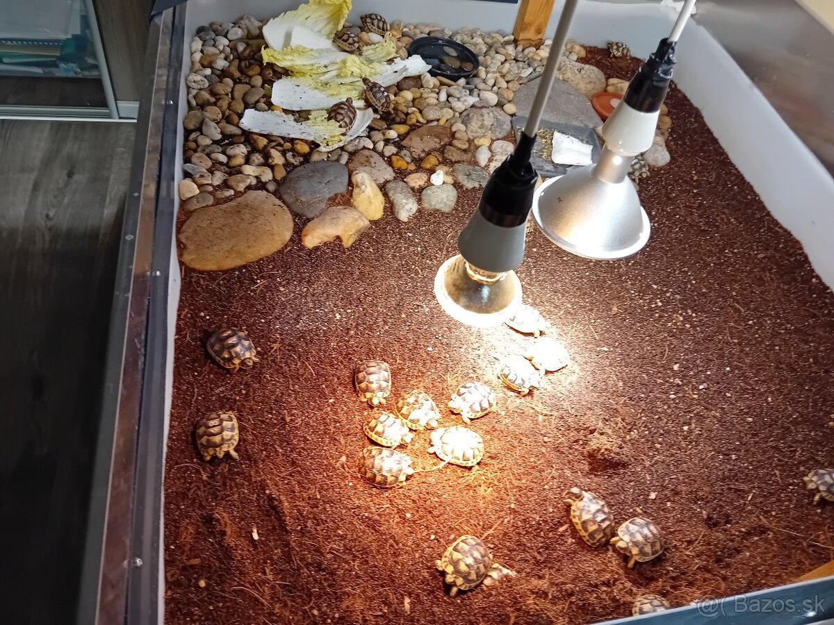 Predám suchozemske korytnačky testudo marginata . - 6