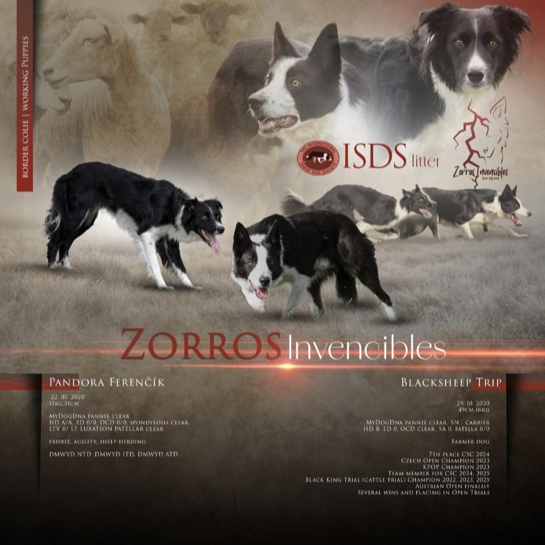 Border kólia s PP (ISDS) - 6