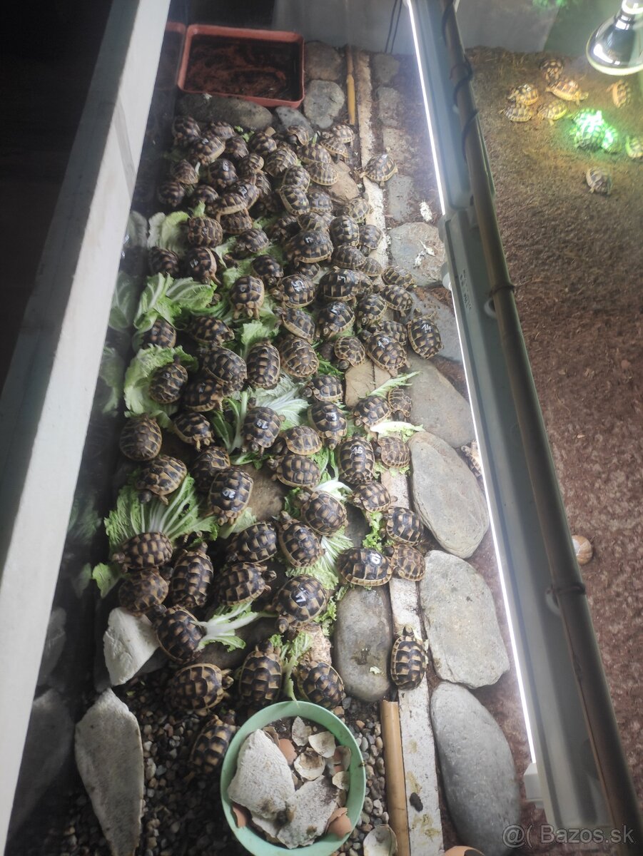 Suchozemská korytnačka-môj odchov 2025 . - 6