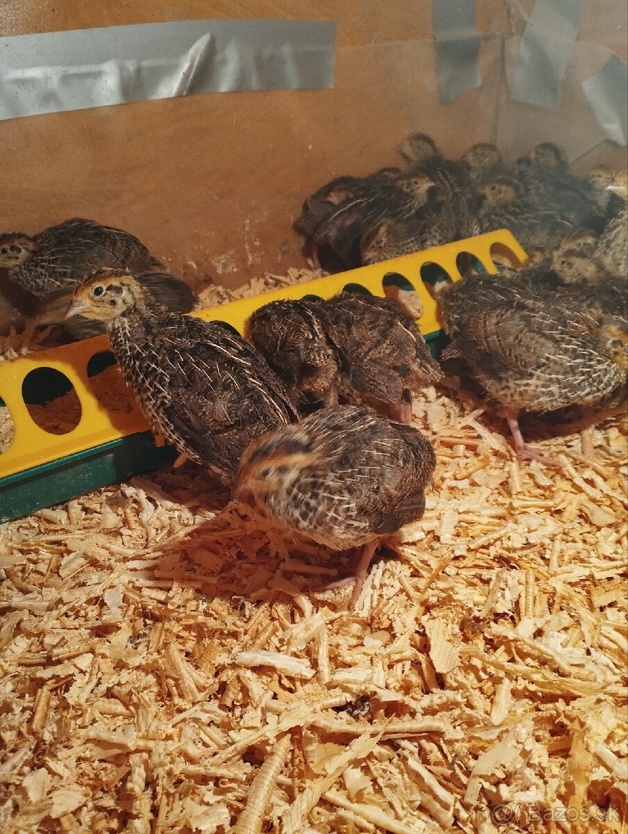 Prepeličie vajíčka, násadové vajíčka - 6