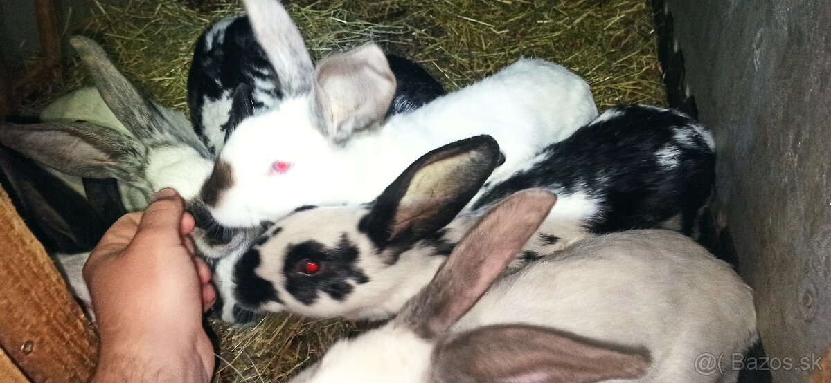 Predám králiky 3 mesačne krížence - 6
