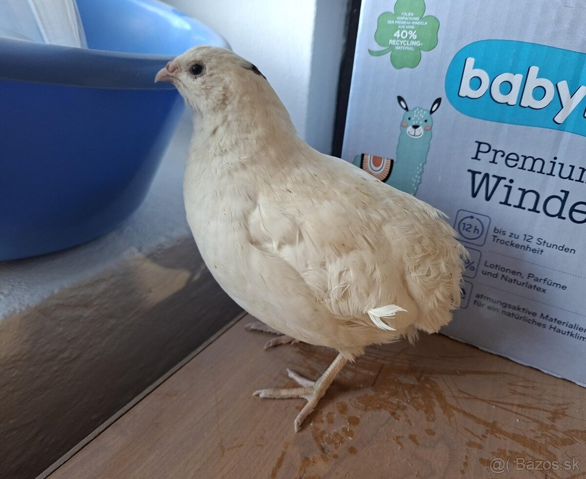 Predam krasnych kohutov preplice japonskej - 6