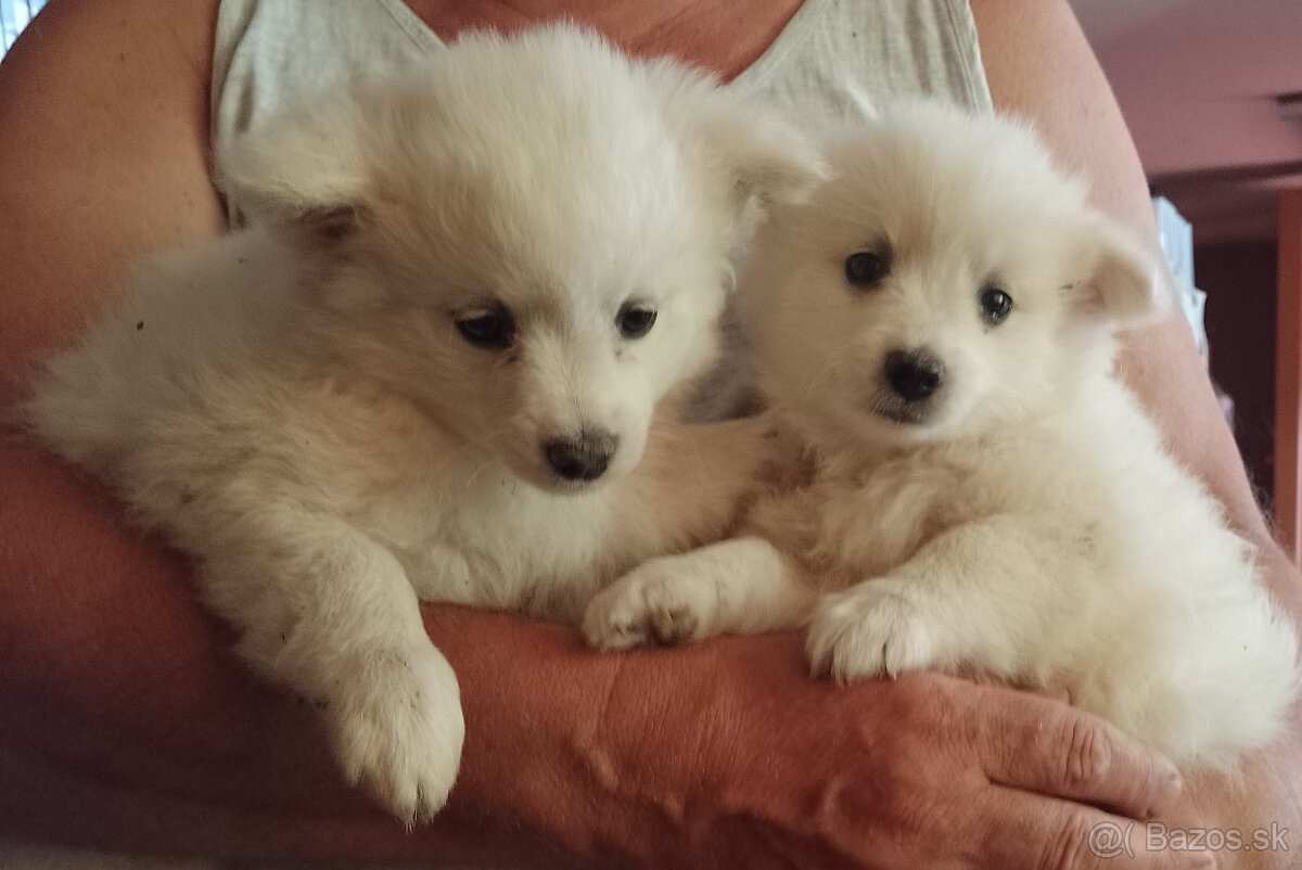 Na predaj rozkošné šteniatka-nemecký špic biely-stredný - 6