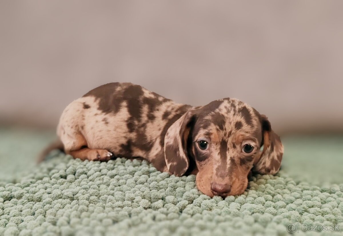 Jazvečík trpasličí - 6