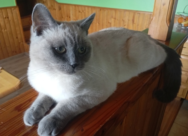 Britský kocúr na krytie - 6