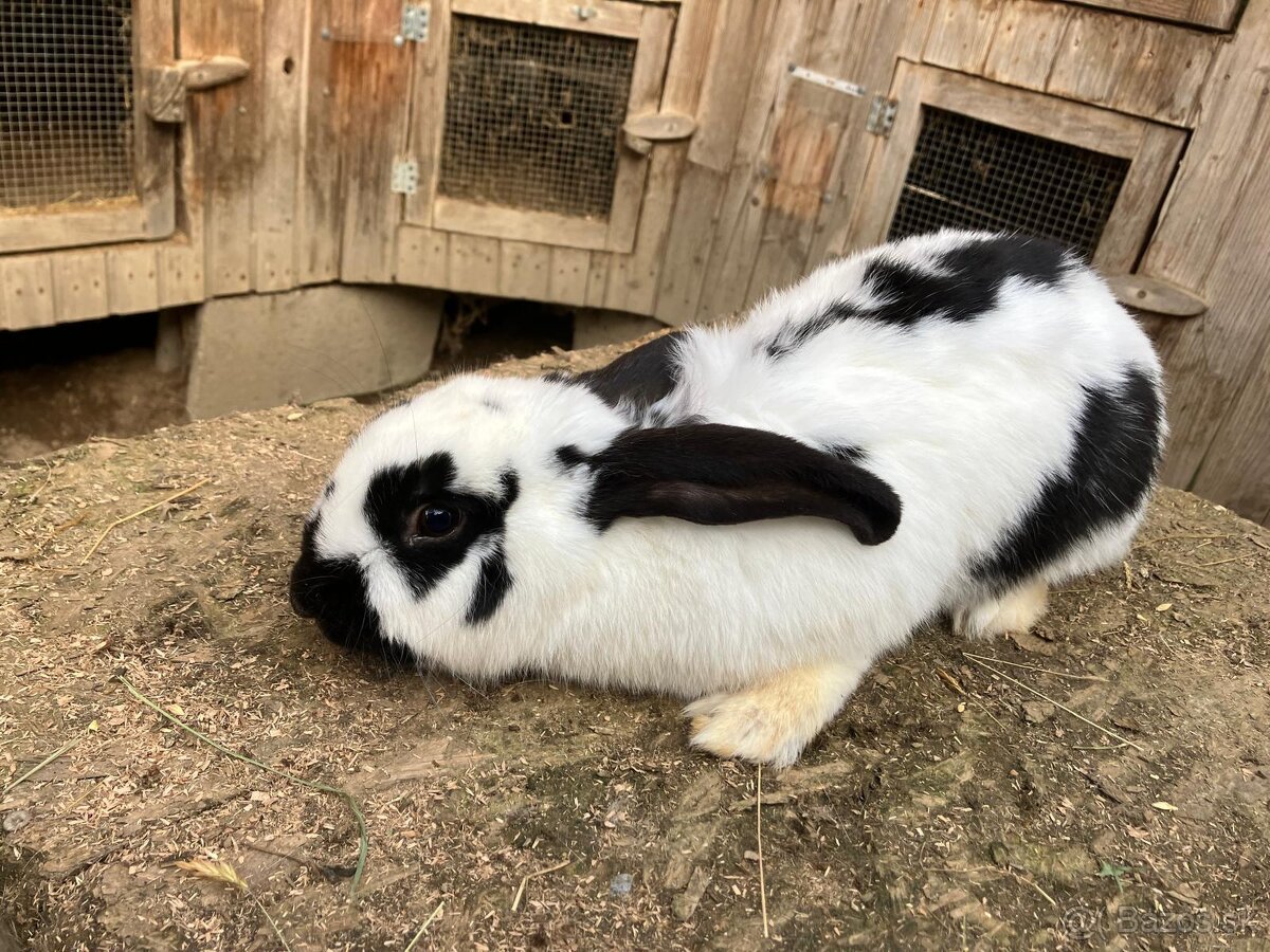 Nemecký obrovitý strakáč - 6
