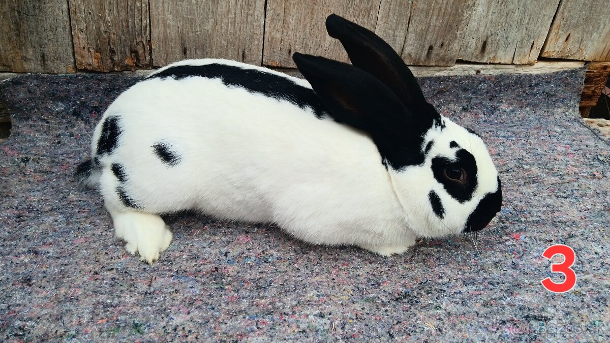 N.O. Strakoš, Kalifornsky - 6