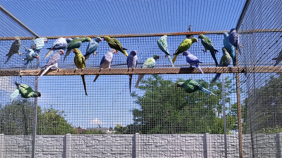 Alexandre malé 03/2025 - 6