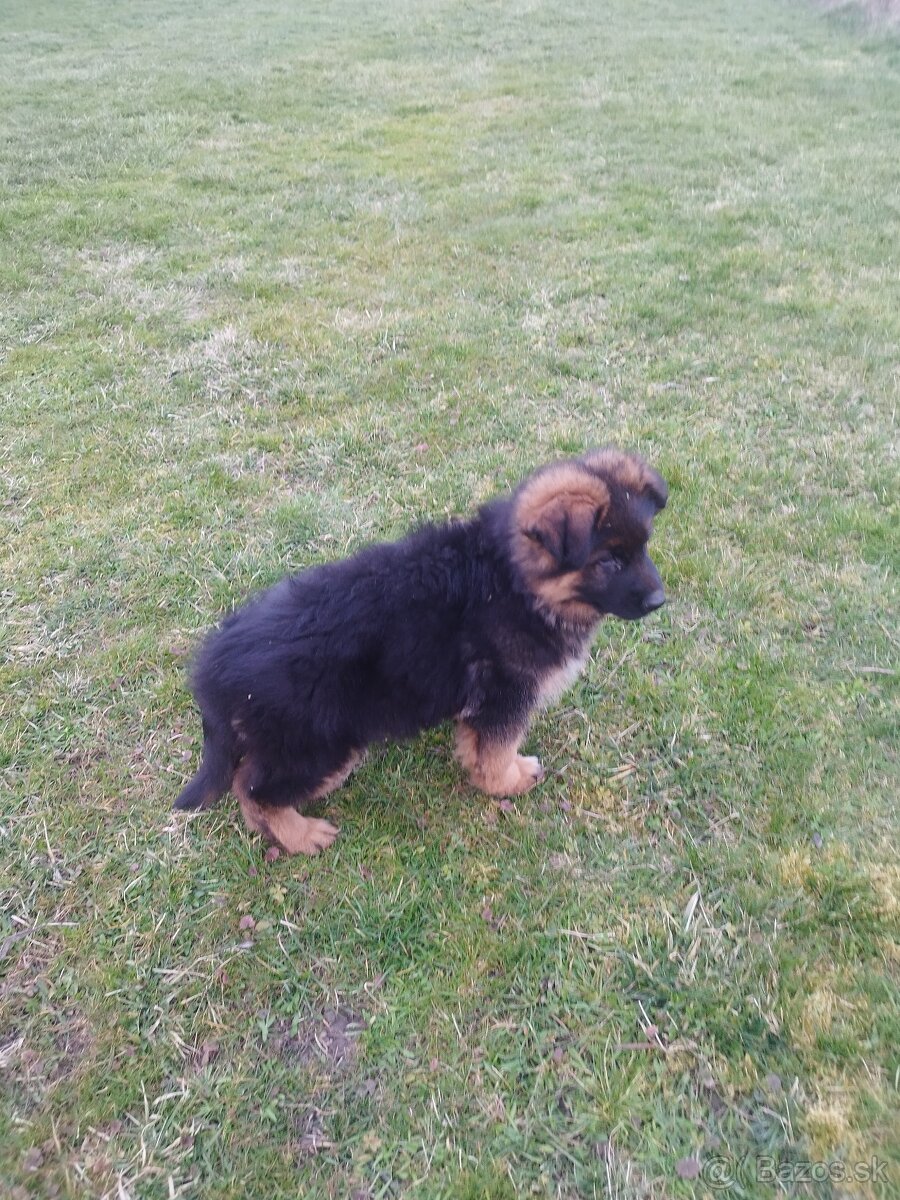 Nemecký ovčiak - 6