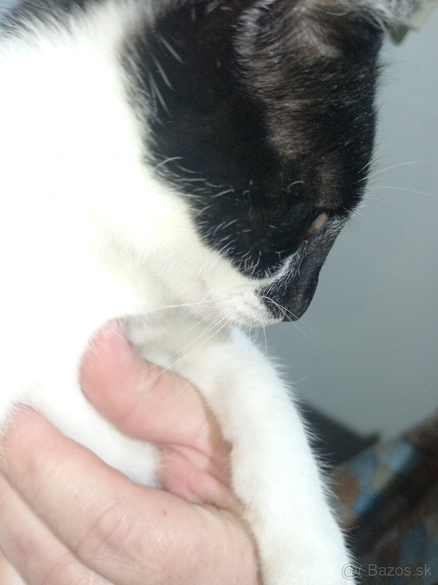Darujeme mačiatka - 6