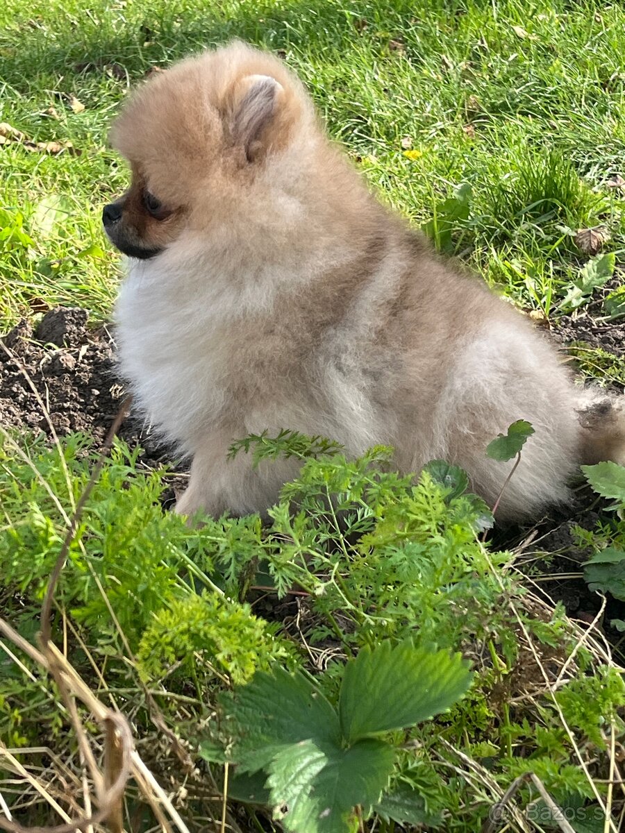 Pomeranian s PP - 6