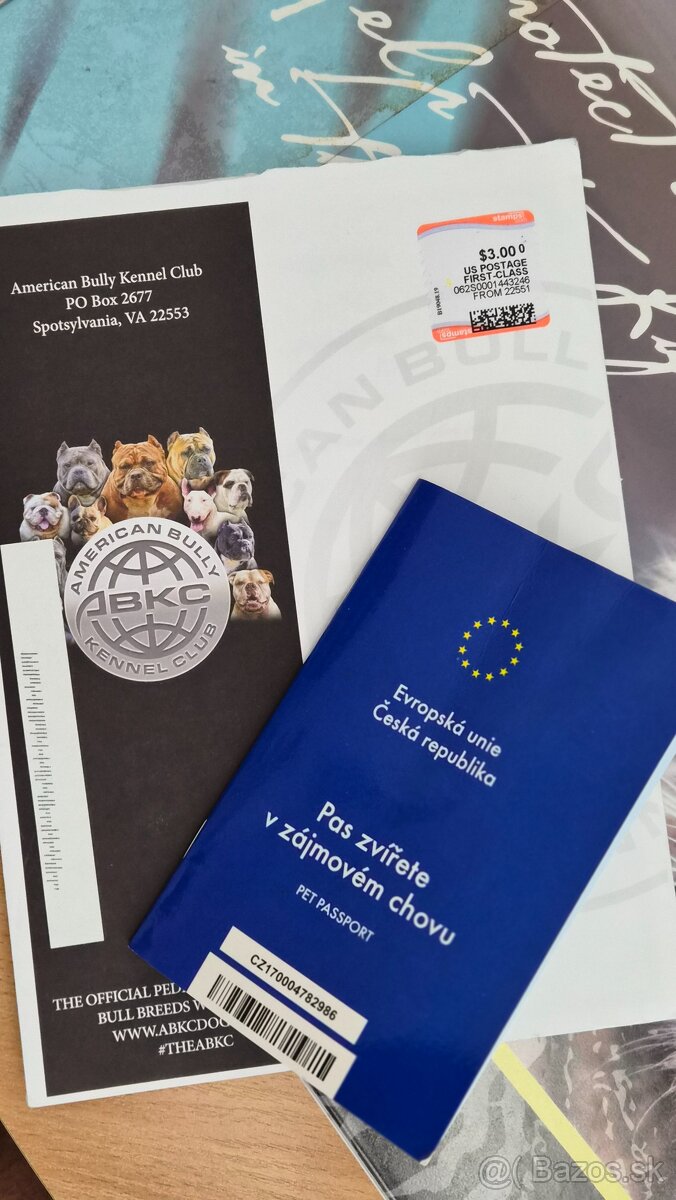 American Bully XXL /HAIBACH'S/ - 6