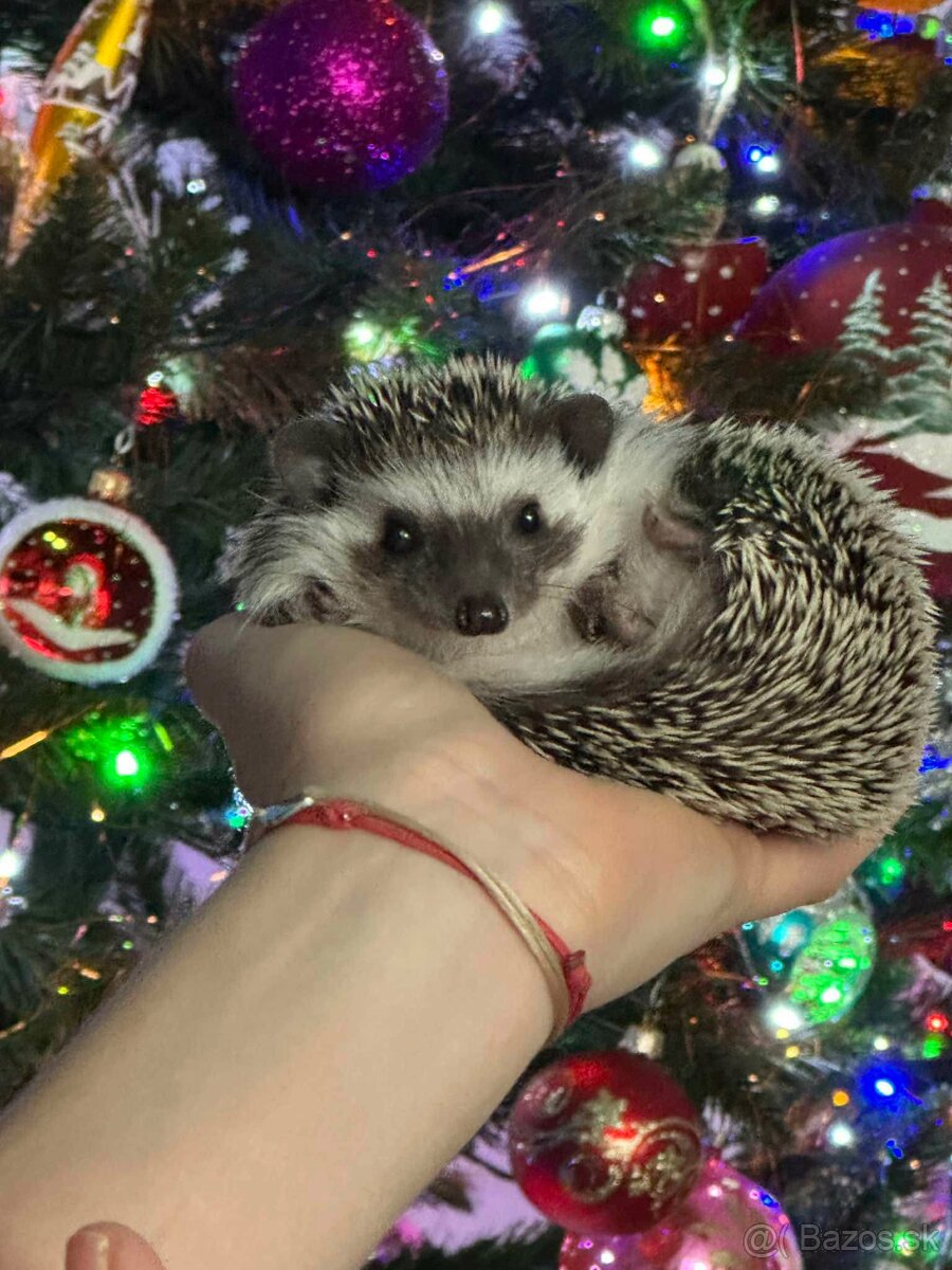 Predám ježka bielobruchého - 6