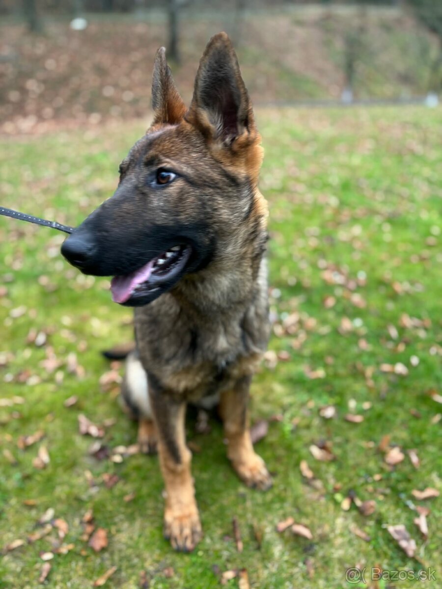 Fenka NO - FIALKA - 6