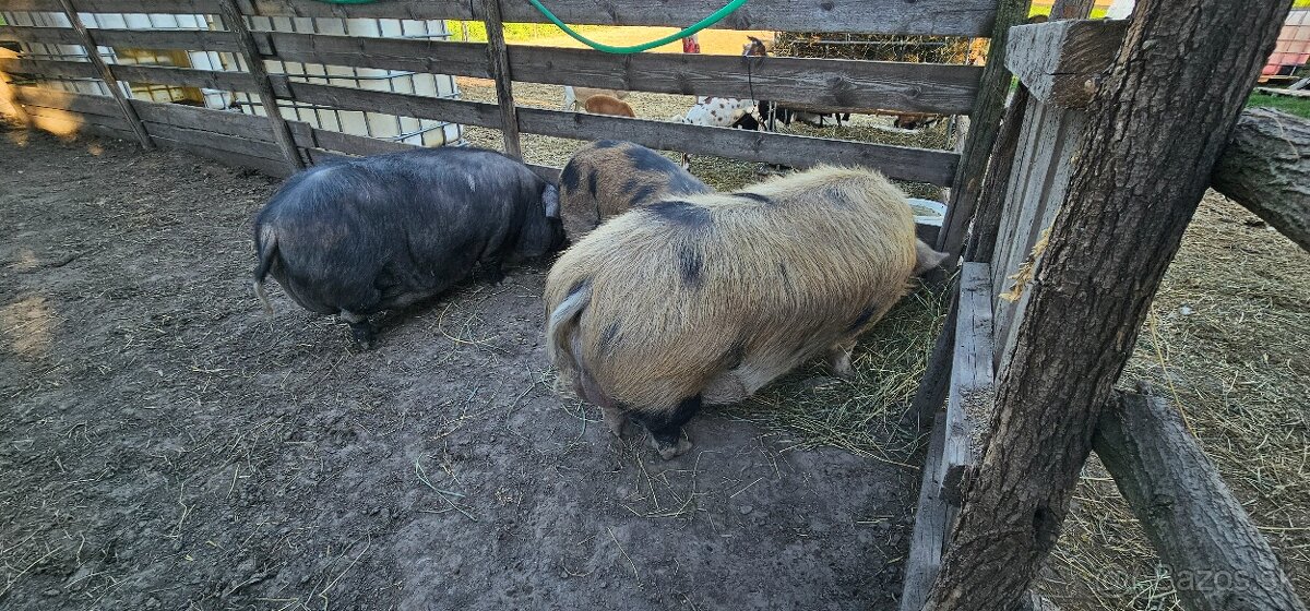 Predám Kune kune - 6