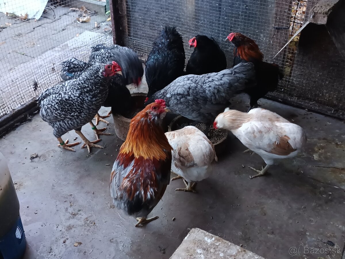 Araukana zdrobnělá pšeničná a žíhaná - 6